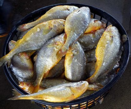 A large basket with yellow croaker fish at a fish market in Taiwan

