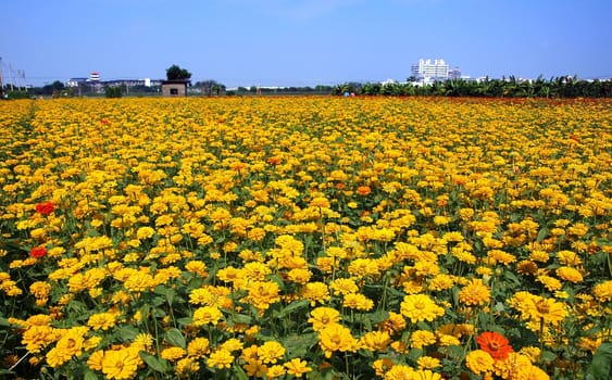 A field of Marigold flowers (Tagetes Patula) in bright yellow and red