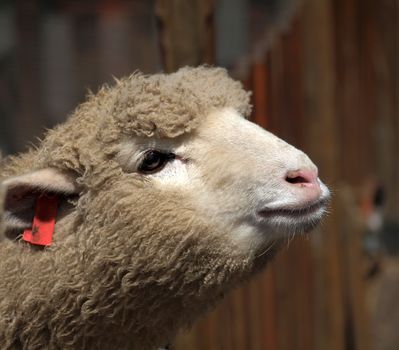 Closeup of a young sheep that is waiting to be fed
