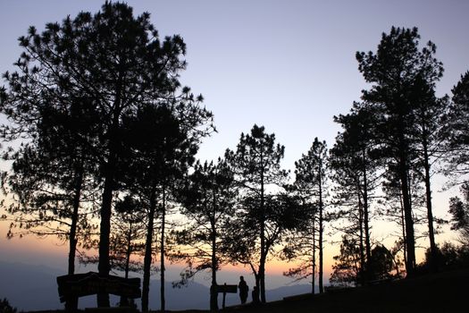 The silhouette of the tree with the light of the sunset.