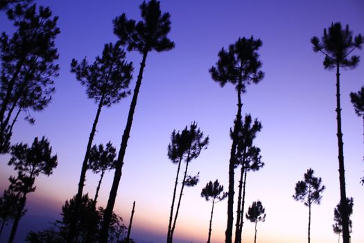 The silhouette of the tree with the light of the sunset.