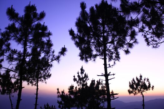 The silhouette of the tree with the light of the sunset.