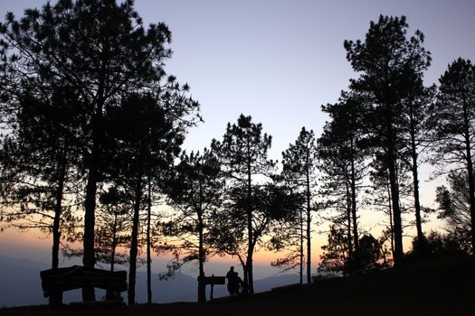 The silhouette of the tree with the light of the sunset.