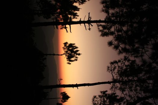 The silhouette of the tree with the light of the sunset.