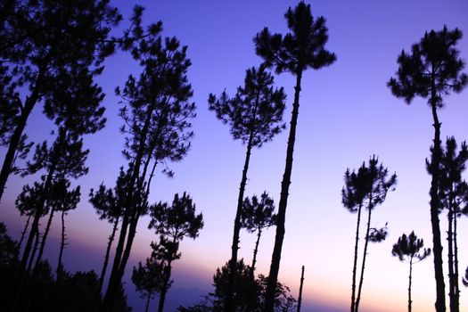 The silhouette of the tree with the light of the sunset.