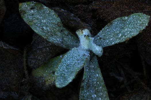 Water drops on the leaves on the floor. in nature