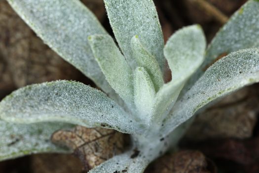 Water drops on the leaves on the floor. in nature