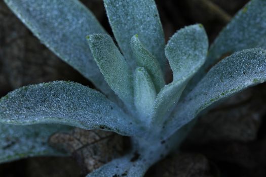 Water drops on the leaves on the floor. in nature