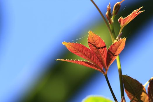 Leaves with oranges At the end in nature