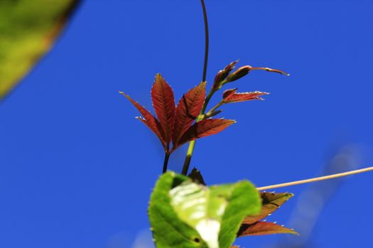 Leaves with oranges At the end in nature