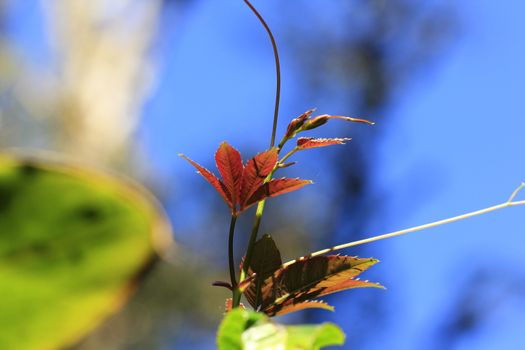 Leaves with oranges At the end in nature