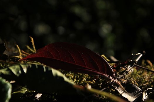 Red dried leaves are on dried moss. in nature