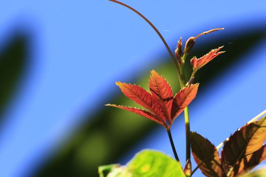 Leaves with oranges At the end in nature