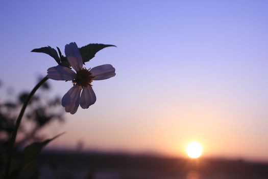 Flowers with sunrise in the morning