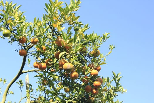 orange tangerine varieties of thailand