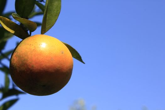orange tangerine varieties of thailand