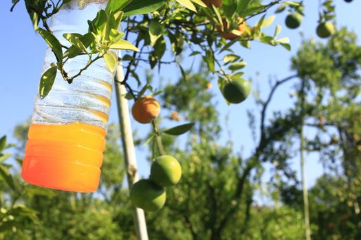 orange tangerine varieties of thailand