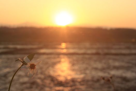 Flowers with sunrise in the morning