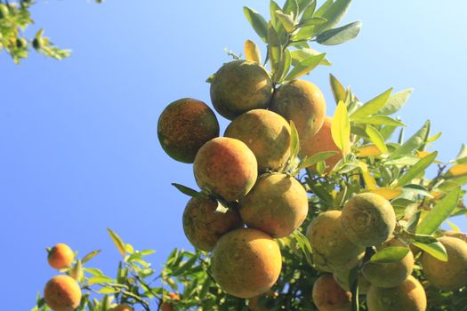 orange tangerine varieties of thailand