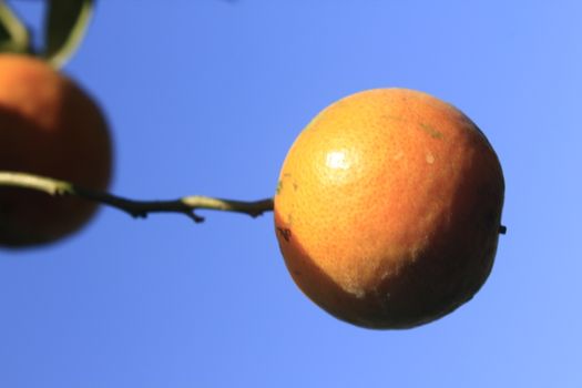 orange tangerine varieties of thailand