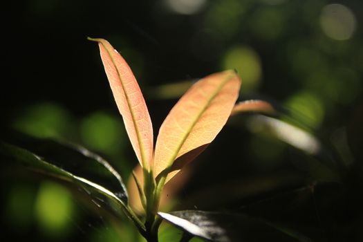 Orange leaves in nature are sunlight through. in nature