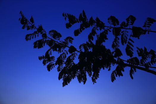Black silhouette of branches at night with blue sky background.