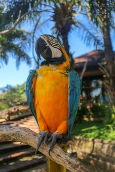 Beautiful colourful Ara Ararauna over tropical background. Blue-and-yellow macaw at Bali bird park ZOO. Blue-and-gold macaw, bird of Psittacidae family. One of the most famous parrots of the world.