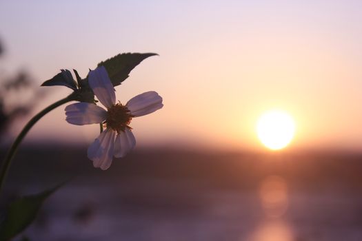 Flowers with sunrise in the morning