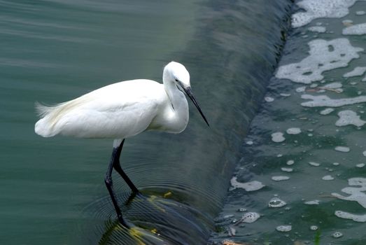 Little egret (Egretta garzetta), single bird standing in water