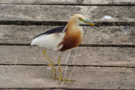 Javan Pond heron (Ardeola speciosa)