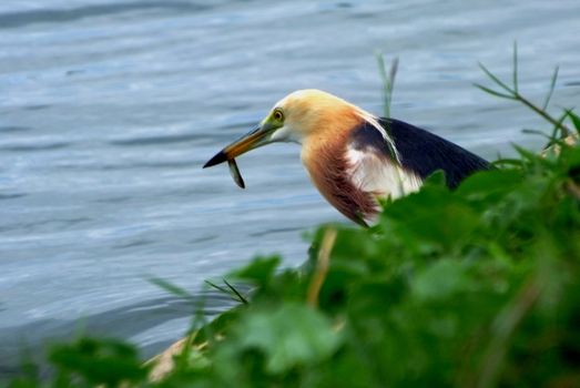 Javan Pond heron (Ardeola speciosa)