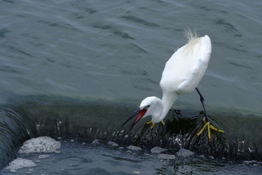 Little egret (Egretta garzetta), single bird standing in water