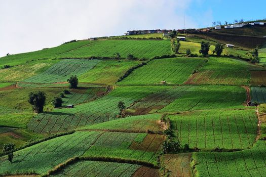 Cabbage plantation in Phu Tub Berk Thailand