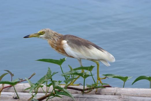  Javan Pond heron (Ardeola speciosa)