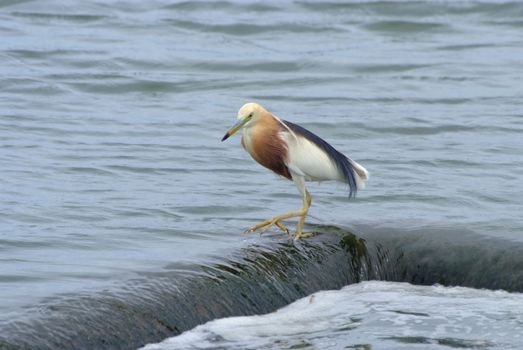 Javan Pond heron (Ardeola speciosa)