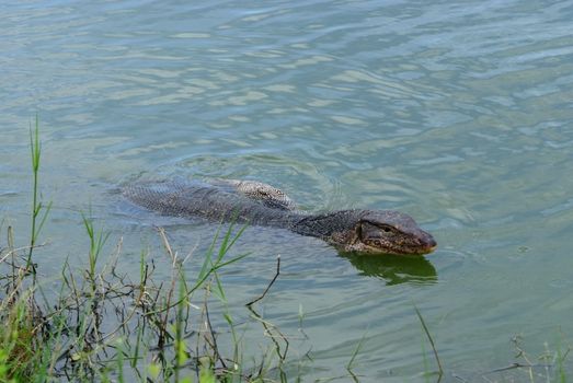 Bengal monitor in natural water