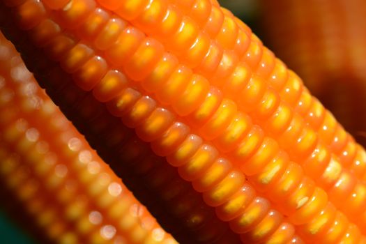 Corn texture