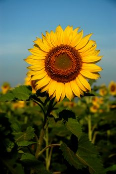 Close up of the sunflower. The common sunflower ( helianthus annuus), is an annual species of sunflower grown as a crop for its edible oil and edible fruits. Sunflower is also used as bird food, as livestock forage and in some industrial applications.