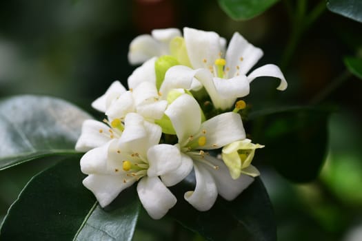 orange jessamine flowers in the garden thailand