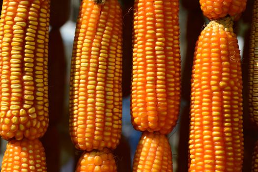 yellow corn background, corn on the cob