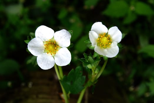 Flowering strawberry