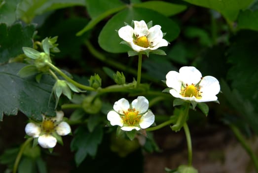 Flowering strawberry