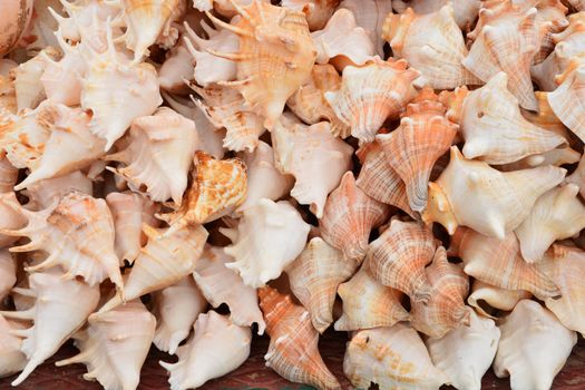 Seashell background, lots of different seashells piled together