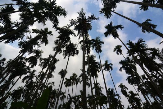 Betel Nuts plantation  in thailand