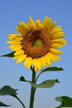 Close up of the sunflower. The common sunflower ( helianthus annuus)