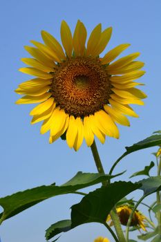 Close up of the sunflower. The common sunflower ( helianthus annuus)