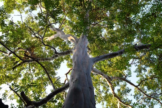 Rainbow Eucalyptus Tree