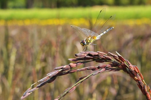 Dragonfly in field rice