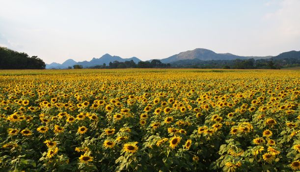 Sunflower is also used as bird food, as livestock forage and in some industrial applications.