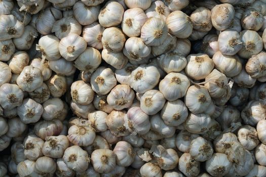 Garlic on market